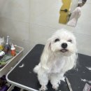 헤어멍펫살롱 이미지