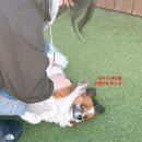 나드리 애견 | 청주애견유치원 나드리독 알바 후기 1