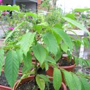 일랑일랑 이미지