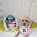 레인보우 포켓클럽 | 강아지 장난감 추천 파인클럽 쑈 파인 케이크 스트로베리 온 레인보우