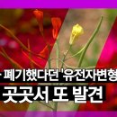 살충제 글리포세이트와 gmo 작물 이미지