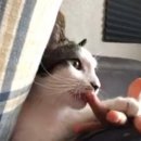 껌딱지펫 이미지