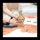 유앤미펫 강아지분양 고양이분양 위례점 이미지