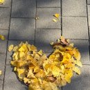 풀돌나무 | 공주가 좋아