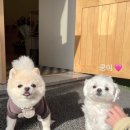 멍블리 수제간식 이미지