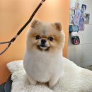 콩이 애견샵 이미지