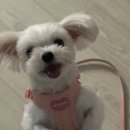 피터펫 카페 안산점 | 안산 상록수역 애견카페 &#39;피터펫 안산점&#39; 내돈내산 후기