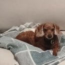 멍구멍구 이미지