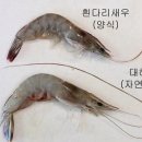 흰다리새우와 대하 구별법 이미지