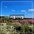 안덕면 상창리사무소 입구 | 제주 서귀포 가볼만한 곳 카멜리아힐 10월 11월 핑크뮬리 네이버 예약 내돈내산