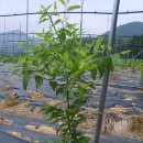 (주)아리숲 Daum카페
