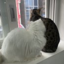 냥이는꿀꿀 이미지