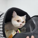 영블리 펫살롱 이미지