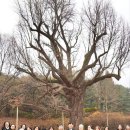 은행나무 경로당 이미지