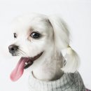 강아지분양 애견입양 아이러브독 수원점 말티푸미니비숑포메 이미지