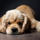 닥터장 동물의료센터 이미지