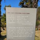 완도 고금도 지석묘군 | 전남 완도 고금 교성리 고인돌공원 야영지 탐방 여행