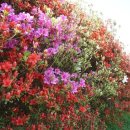 섬진강변 철쭉길 이미지