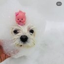 구미산동 애견미용 눈부시개 | 구미 산동애견미용/눈부시개/산동애견미용/눈부시개/옥계애견미용/산동애견놀이방/구미옥계애견호텔...