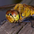 아라곤충 이미지