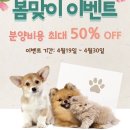 도그도기 이미지