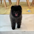 당진애견미용학원
