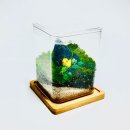 내 책상위의 작은 숲 테라리움 이미지