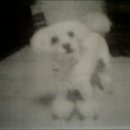 백신세탁소 이미지