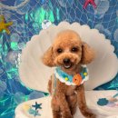 이든 | 대구 달서구 애견미용 후기 젤리·달수·이든의 산뜻한 스파데이💜