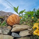 2025년 외암리민속마을 초가을 풍경~~^.^ 이미지