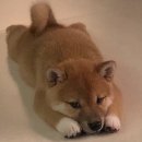 아기강아지 이미지