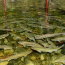 북한강횟집 이미지