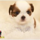 스타일독 이미지