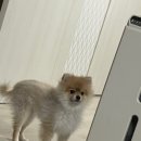 올라펫살롱 이미지