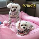 연지 동물병원 이미지