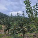 의성군 땅 매매 이미지