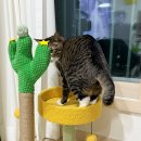 꽁냥꽁냥캣 이미지