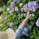 박정숙 농장 | 경남 수국축제 김해 수안마을 수국정원축제 주차장 먹거리 6월 소식