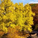 경주의 호젓한 산자락에 터를 잡은 운곡서원=담장 너머 400년 은행나무 물드는 가을 서원 이미지