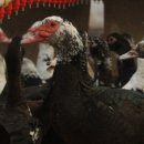 하수오 기러기 농장 이미지