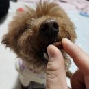 메그펫츠 | 강아지훈련용간식추천 고단백저지방 메그펫츠저스트츄이트릿