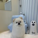 멜로우퍼피 이미지