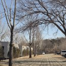황매산 숲속야영장 | 황매산 숲속야영장 은하수1(A1) 캠핑 후기
