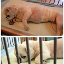 내모미 이미지