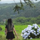 제주 카멜리아힐 5 이미지