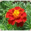 일요농장 이미지