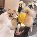 아이파크 애견미용실 이미지