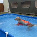 도그팰리스 이미지