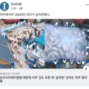 아프리카돼지열병 때문에 아무 것도 모른 채 '살처분' 당하는 파주 돼지들 이미지