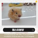 달콤하니냥 | 햄스터분양 특징에 대해 알아보세요